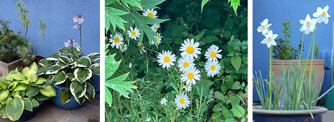 Outside -  Sky Blue Guest House